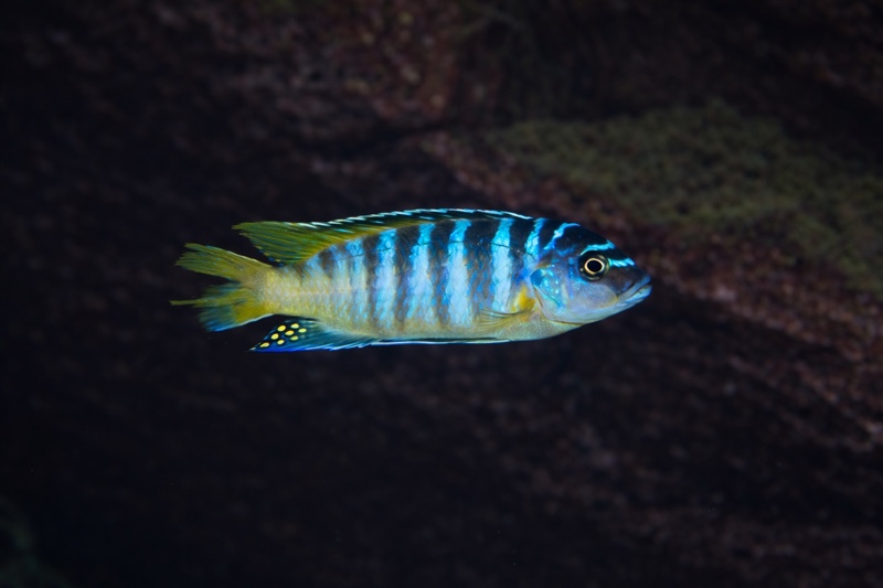 Maylandia sp. 'zebra yellow tail' Ngwasi